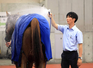 古賀大生調教師が新潟９Ｒのスコラーリ、ダノンロッキーで初出走　「支持していただいたのに、結果が伴わず申し訳ない」