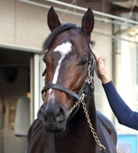 【注目馬動向】シックスペンスは４戦ぶりの芝へ　戸崎圭太騎手とコンビ継続で読売マイラーズＣに出走予定
