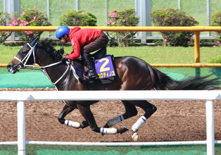 【函館記念】軽快な脚取り！エコロディノスはのどの疾病が出なければ好勝負必至　池添謙一騎手「十分やれる力はある」