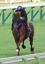 【キーンランドＣ】９歳馬ウインカーネリアンは三浦皇成騎手を背に活気ある動き　「スプリンターズＳに向けて...」