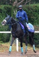 【注目馬動向】骨折判明のジャスティンビスタは皐月賞を視野に調整