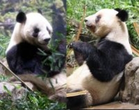 「中国に帰ってもいっぱい愛されて元気でいてほしい」ｐｅｃｏ、中国に返還されたパンダに願い…「ＤａｙＤａｙ．」