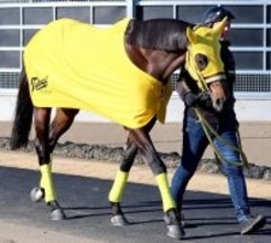 【フェブラリーＳ】「他の有力馬を見ながら行ける」高木調教師は１４番枠に納得　ウィルソンテソーロ決戦前日に現地入り予定