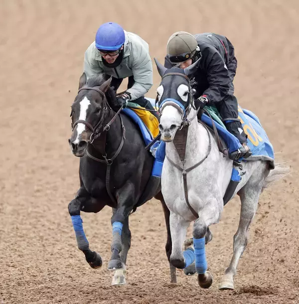 【中山牝馬Ｓ】ハンデには「仕方ない」と陣営も納得？　重賞連続２着のアンゴラブラックは活気あふれる動き
