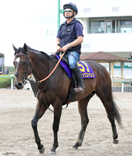 【安田記念】シックスペンスは転厩２戦目で復活Ｖ狙う　田中博調教師「前走は思ったより走れていた」