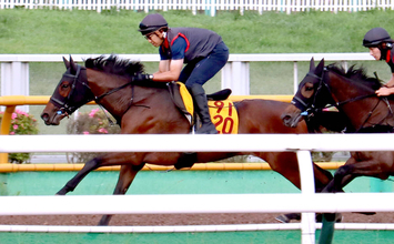 【大沼Ｓ】プロミストジーンは馬なりで仕上がり良好　陣営は舞台替わり歓迎「地方で小回りを経験をしているのも大きい」