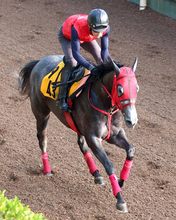 【アイビスＳＤ】芝、重賞、新潟と初物尽くしの挑戦でも今なら　ベルギューンに陣営「気持ちの強いところが出てきた」と自信