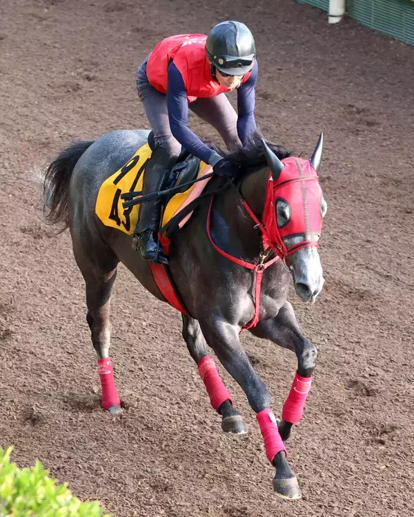 【アイビスＳＤ】芝、重賞、新潟と初物尽くしの挑戦でも今なら　ベルギューンに陣営「気持ちの強いところが出てきた」と自信