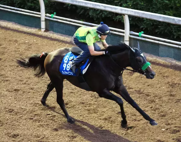 【中京記念】サトノシャイニングは首を連動させて軽快に登坂　乗り替わりに杉山晴調教師「合うんじゃないかな」