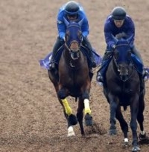 【チャンピオンズＣ】「ナルカミはナルカミ。勝つチャンスはある」　厩舎の３連覇かかる愛馬に田中博調教師は自信