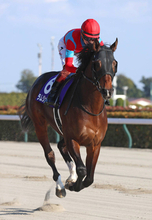 【フェブラリーＳ】出遅れ→レース後に下馬のラムジェットにネット不安「無事を祈ります」「大丈夫？」