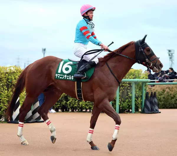【注目馬動向】交流重賞３勝ヤマニンチェルキはさきたま杯でＪｐｎ１初挑戦Ｖ狙う　アンジュプロミスは葵Ｓへ