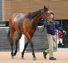 【函館記念・１週前】連勝中のフィーリウスが上々の動きで先着　重賞初制覇へ手塚久調教師「チャンス十分」