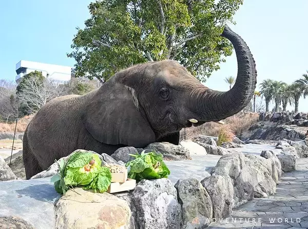 アドベンチャーワールドでアフリカゾウに特製手作り恵方巻プレゼントイベント参加者募集