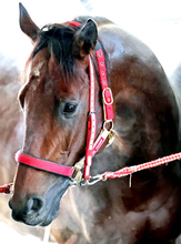 サウジＣの想定メンバー発表　日本馬３頭に米国勢は６頭　ＳＮＳ「フォーエバーヤング対策だな」「ＢＣクラシック延長戦じゃん」