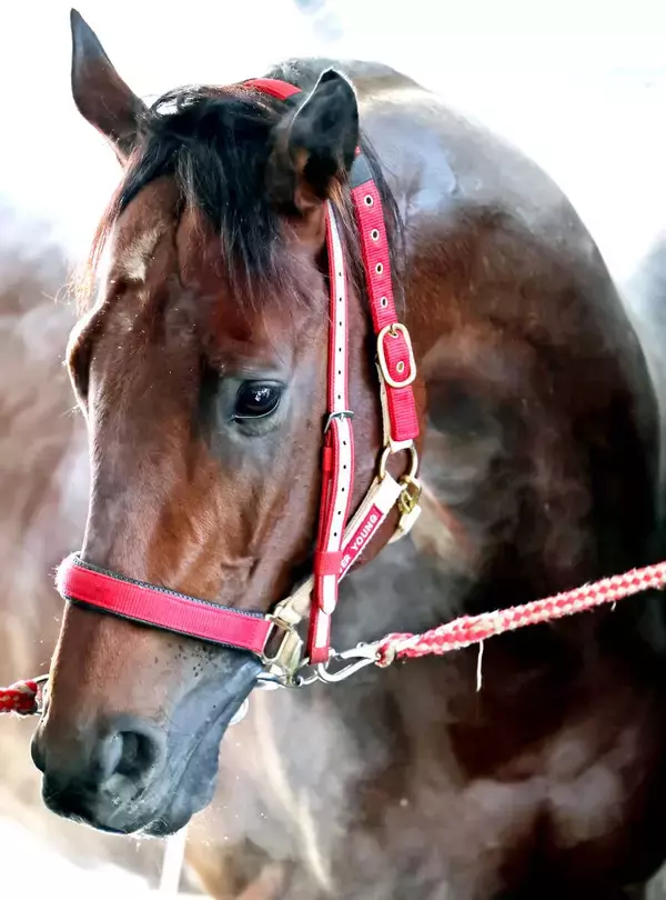 サウジＣの想定メンバー発表　日本馬３頭に米国勢は６頭　ＳＮＳ「フォーエバーヤング対策だな」「ＢＣクラシック延長戦じゃん」