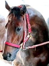 サウジＣの想定メンバー発表　日本馬３頭に米国勢は６頭　ＳＮＳ「フォーエバーヤング対策だな」「ＢＣクラシック延長戦じゃん」