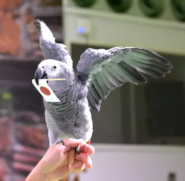 占いインコ　侍ジャパンは３勝１敗でＷＢＣ１次ラウンドを通過と予想　那須どうぶつ王国のヨウム「オリビア」