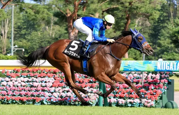【新潟８Ｒ・ダリア賞】「あまり良い競馬じゃなかったですね…」手塚久調教師は課題挙げるもルークウォームがレコード勝ち　