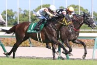 キングヘイローの後継種牡馬リフレーミングのけい養先が決まる　日高町のアシュリンジャパンでスタッドイン