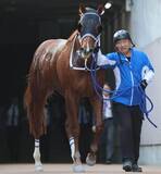 「土曜阪神競馬場の注目激走馬…阪神１１Ｒコーラルステークス（Ｌ）」の画像1