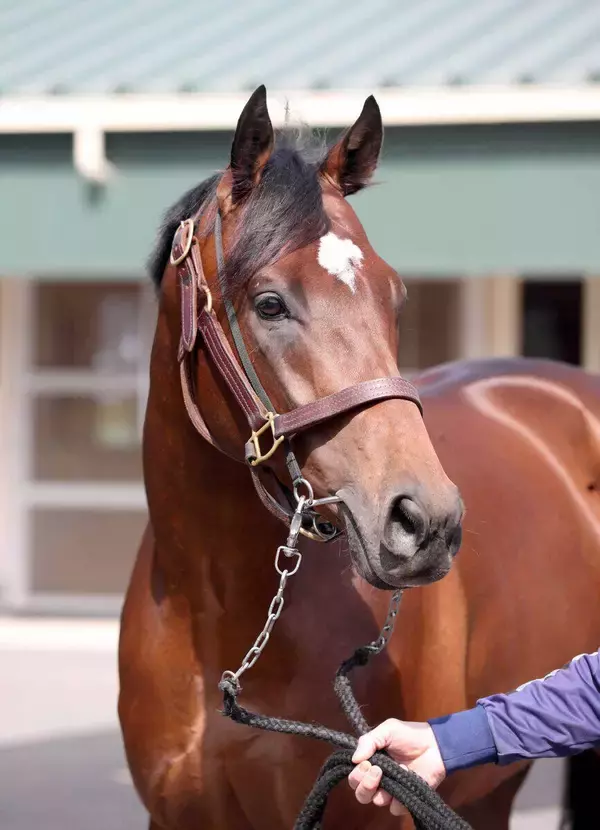 「【ダービー卿ＣＴ】馬なりで坂路一番時計タイをマーク「元気いっぱい」　８歳馬タイムトゥヘヴンに戸田調教師も手応え」の画像