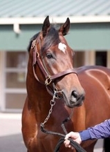 【ダービー卿ＣＴ】馬なりで坂路一番時計タイをマーク「元気いっぱい」　８歳馬タイムトゥヘヴンに戸田調教師も手応え