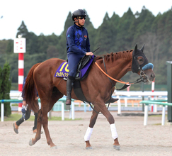 【菊花賞】ジャスティンシカゴはセントライト記念からさらに状態アップ　宮田調教師も「素晴らしい馬体」と手応え
