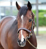 「【天皇賞・春】Ｇ１初挑戦のマイネルカンパーナは６枠１０番に決定　青木調教師「スムーズに位置取りができれば」」の画像1