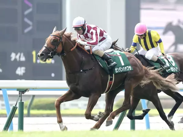 【注目馬動向】小倉記念で重賞初制覇のゼンダンハヤブサは引き続き酒井学騎手で札幌記念へ　橋田調教師「いい調整ができている」