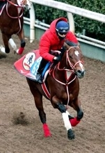 【注目馬動向】アメリカンステージは予定通りにサウジアラビア遠征へ