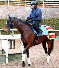 【注目馬動向】昨年のスワンＳ勝ち馬オフトレイル　岩田望来騎手との新コンビで読売マイラーズＣへ