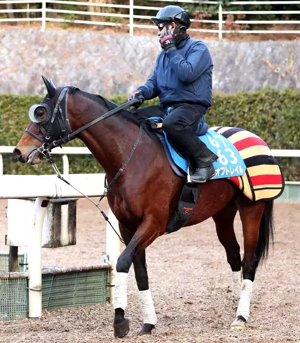「【注目馬動向】昨年のスワンＳ勝ち馬オフトレイル　岩田望来騎手との新コンビで読売マイラーズＣへ」の画像