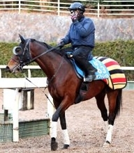 【注目馬動向】昨年のスワンＳ勝ち馬オフトレイル　岩田望来騎手との新コンビで読売マイラーズＣへ