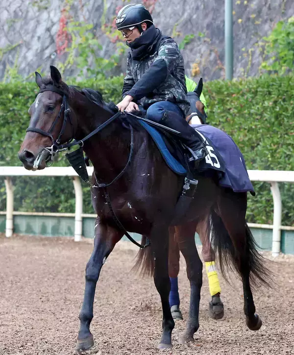 【羽田盃】京浜盃覇者ロックターミガンが１冠ゲットへ好仕上がり　石坂調教師「ここからさらに東京ダービーへ」