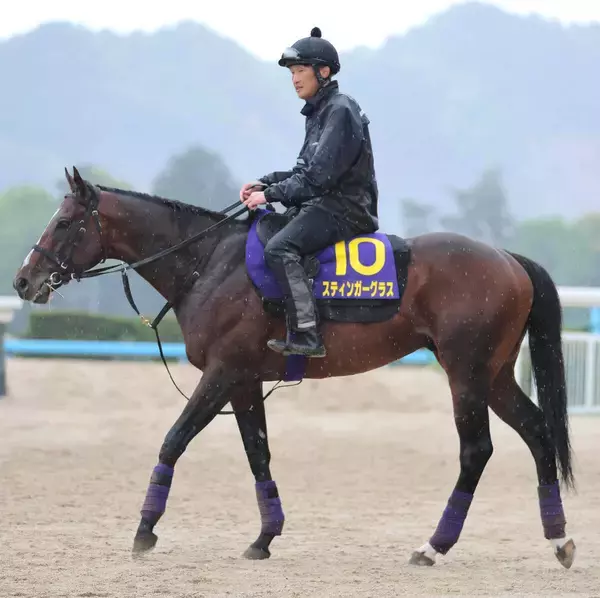 【天皇賞・春】転厩２戦目の慣れ大きいスティンガーグラスは落ち着き十分　陣営「うちの厩舎に順応してくれている感じ」