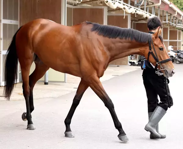 【Ｇ１トク捜リレー】美浦・イシゴー記者の注目は史上２頭目牝馬Ｖを狙う５歳馬　金曜輸送で対策十分　天皇賞・春