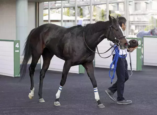 【注目馬動向】中山牝馬Ｓからの巻き返し狙うアンゴラブラックは新潟大賞典へ　サンデーサラブレッドクラブ発表