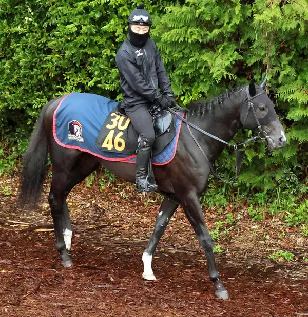 【青葉賞】近親は名馬ぞろい！アローメタルは着実に成長中　陣営「できなかった動きができるように...」