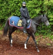 【青葉賞】近親は名馬ぞろい！アローメタルは着実に成長中　陣営「できなかった動きができるように...」