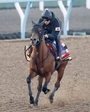 【かしわ記念】鬼門の周回コースを克服できるか…ＪＲＡ王者コスタノヴァ陣営「質の良い稽古ができています」
