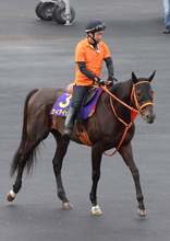 【函館記念・土曜気配】ケイアイセナがディープインパクト産駒のＪＲＡ重賞２９９勝目を狙う　陣営「記録を更新して欲しい」