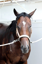 【キーンランドＣ】活躍の目立つ３歳馬エイシンディードはＢコース替わりも歓迎　陣営「いいところを通りたい」