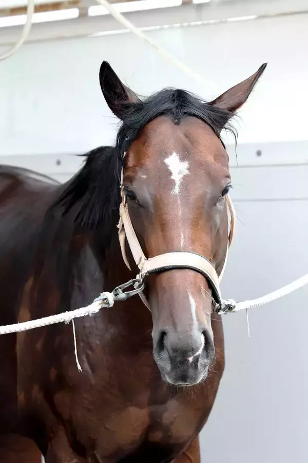 【キーンランドＣ】活躍の目立つ３歳馬エイシンディードはＢコース替わりも歓迎　陣営「いいところを通りたい」
