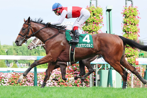 【私の推し馬】「デビュー前から楽しみにしていた」池添謙一騎手ほれ込むショウナンガルフ　今年のクラシックでタイトルを