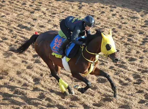 【平安Ｓ・坂本の特注馬】７歳馬ヴァルツァーシャルは古豪健在　状態は高いレベルで安定し馬券的な妙味も