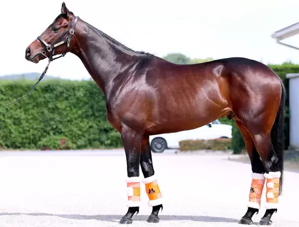 【松山康久元調教師のダービー馬体診断】コンジェスタスは９・５点　ルックスは端正　プロポーションは抜群　品があります