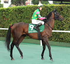 【チャレンジＣ】ジーティーアダマンは２戦２勝の阪神で反撃態勢　上村調教師「大きな馬場でゆっくり走らせた方がいい」