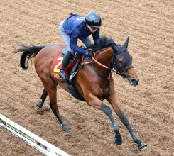 【秋華賞・追い切り】５か月半ぶり実戦のカナルサンマルタンは坂路で軽快　宮田敬介調教師「一発やるつもり」
