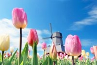 湧別町の「かみゆうべつチューリップ公園」でフェア開催中…多彩に咲き誇る２００種類７０万本　